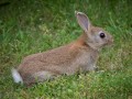 1006-1814 Rabbit (1050320)